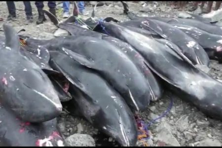 Temperature, lack of oxygen, others possible cause of fish mortality – Expert